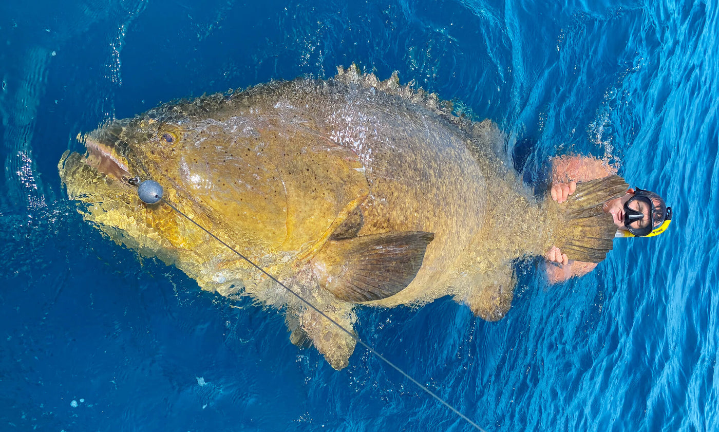 Monster Goliath Grouper caught by BlacktipH Fishing Charters