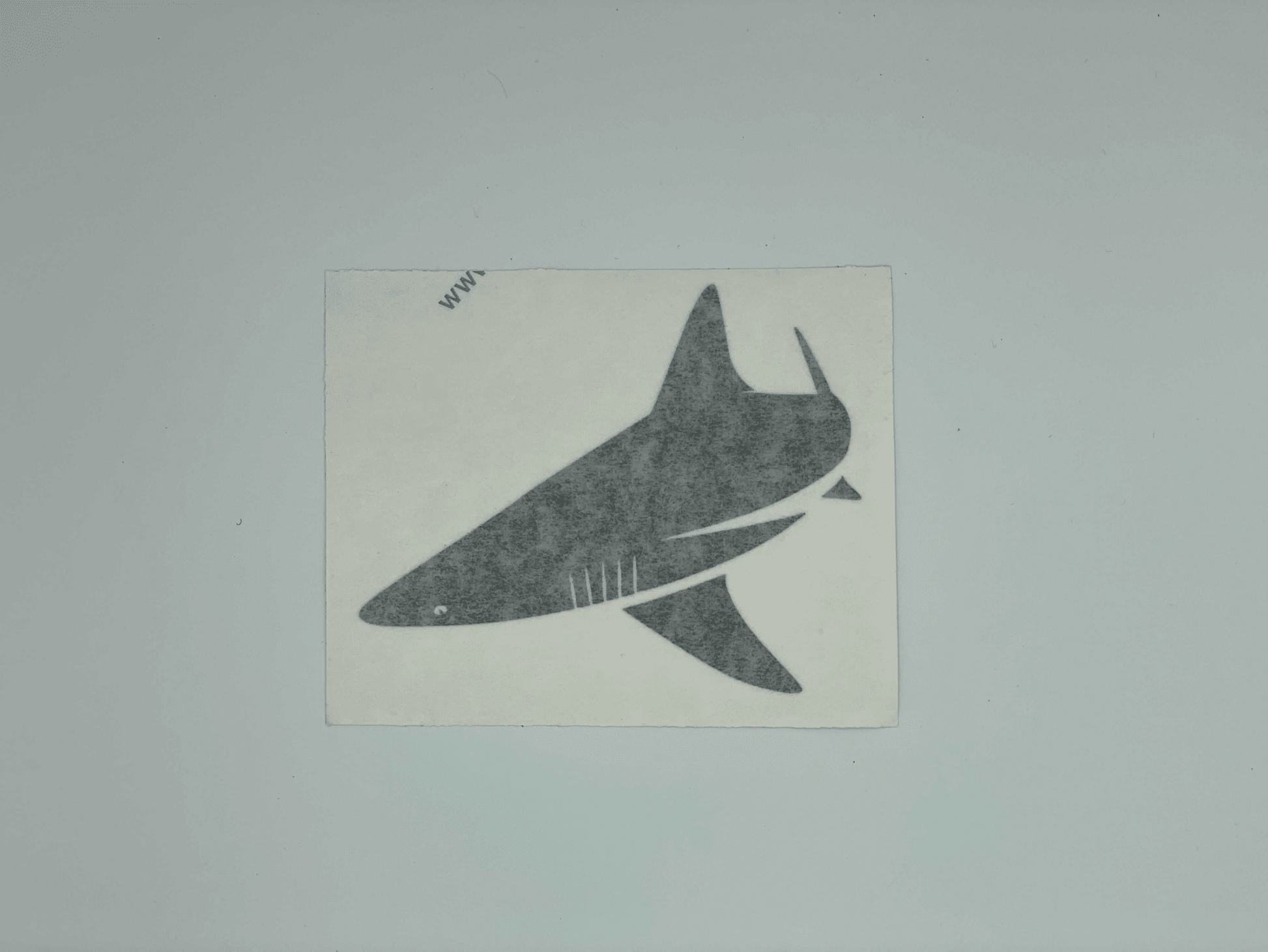 BlacktipH Die Cut Decals - 3 Pack - BlacktipH