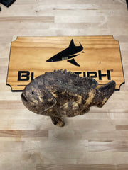 BlacktipH Goliath Grouper Plushie